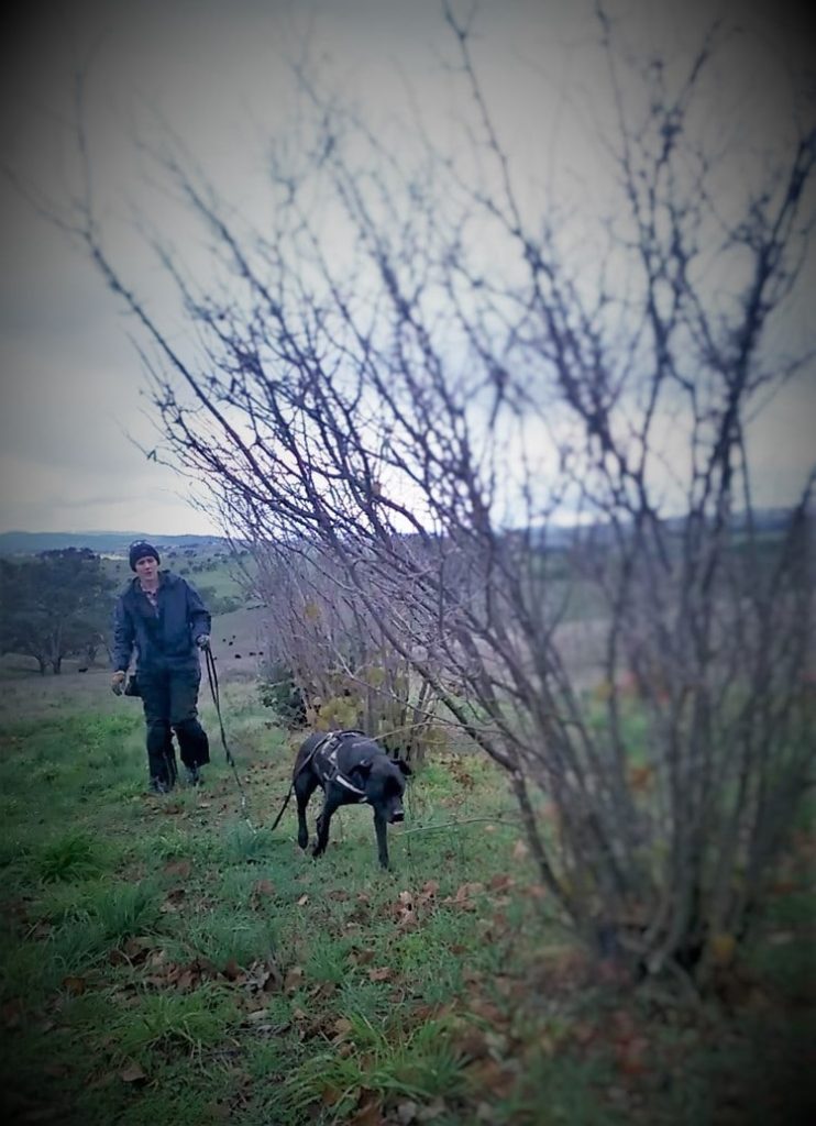 The truffle hunt.