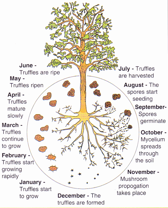 The truffle cycle.